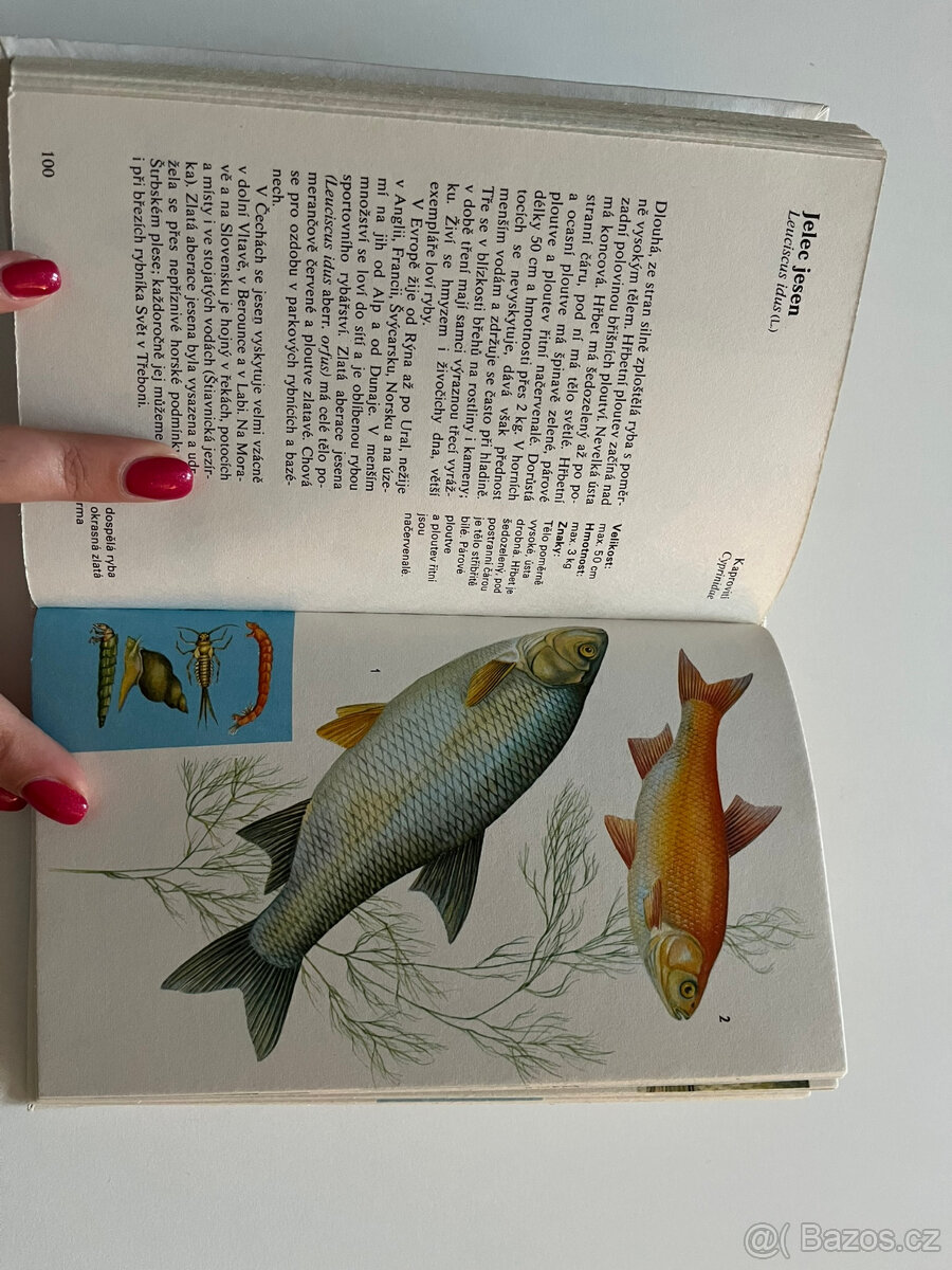 Sladkovodní ryby - 3