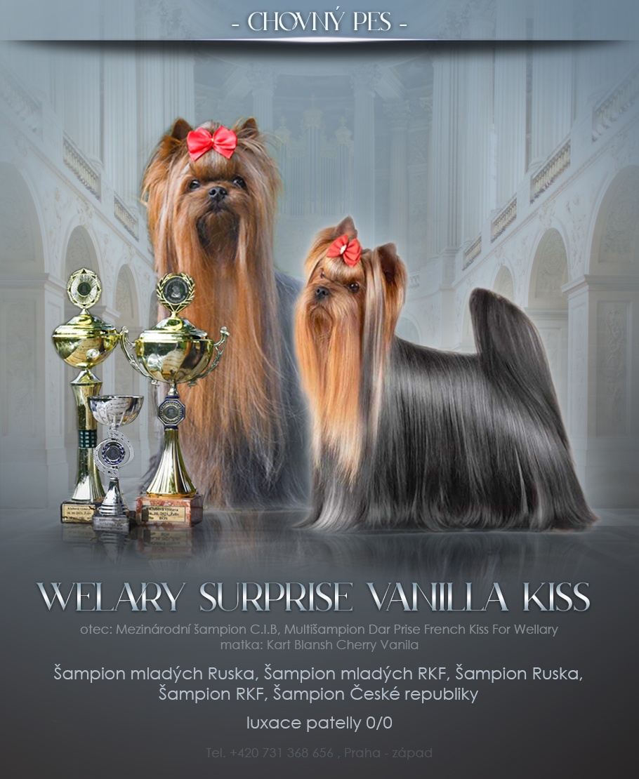 Jorkšírský teriér s PP FCI štěně pejsek ihned k odběru - 3