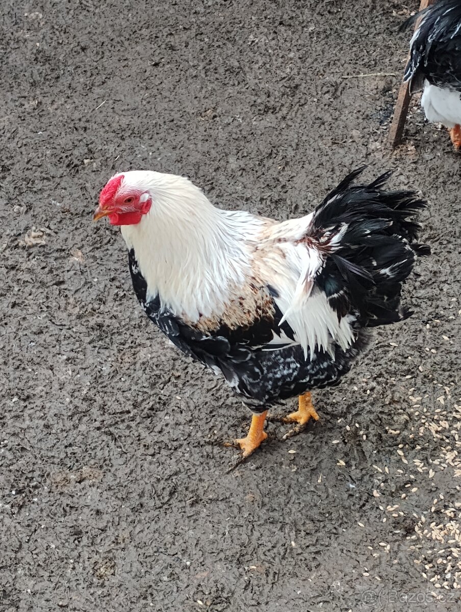 Prodám kohouta - 3