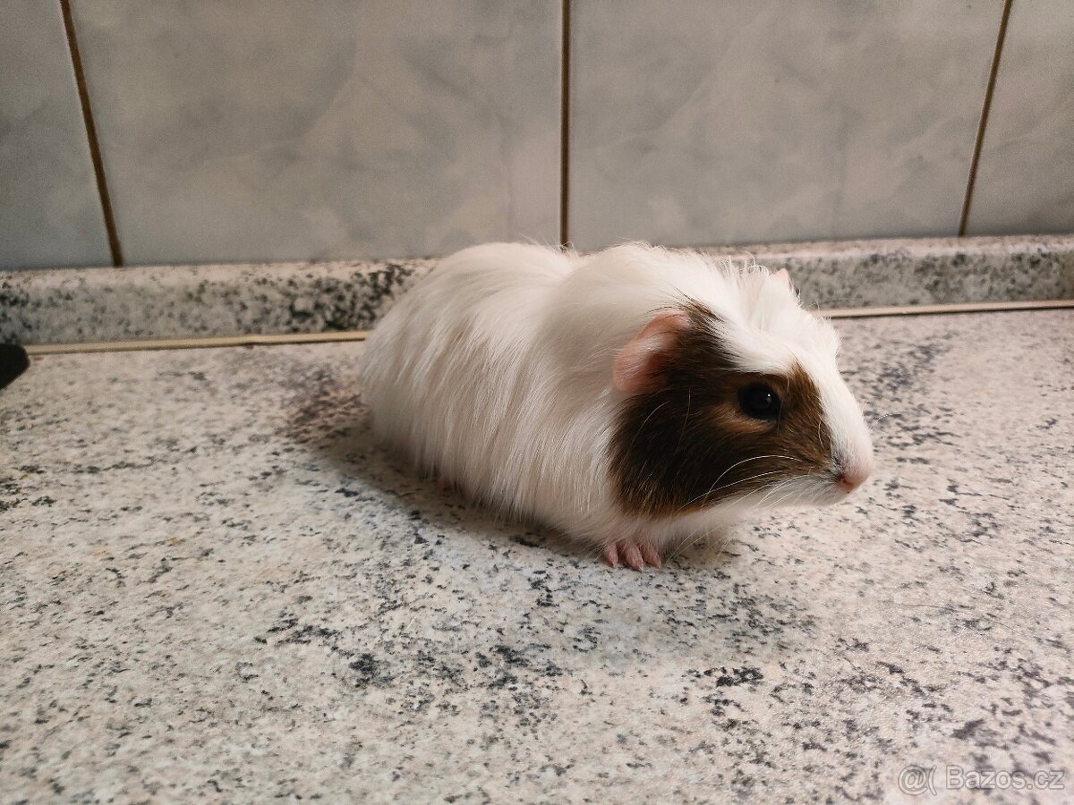 Prodám morčátka - 3