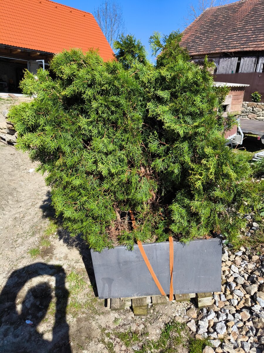 Thuje 125 cm - 3