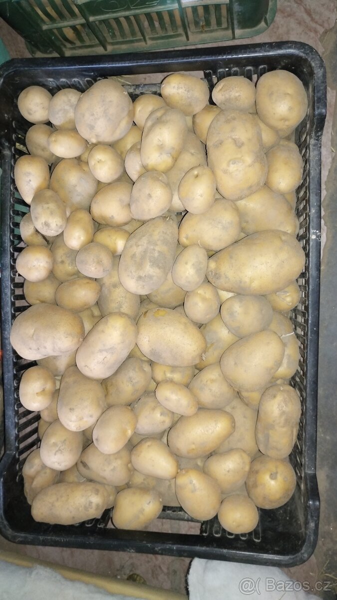 Brambory pozdní přes Zimu - 3