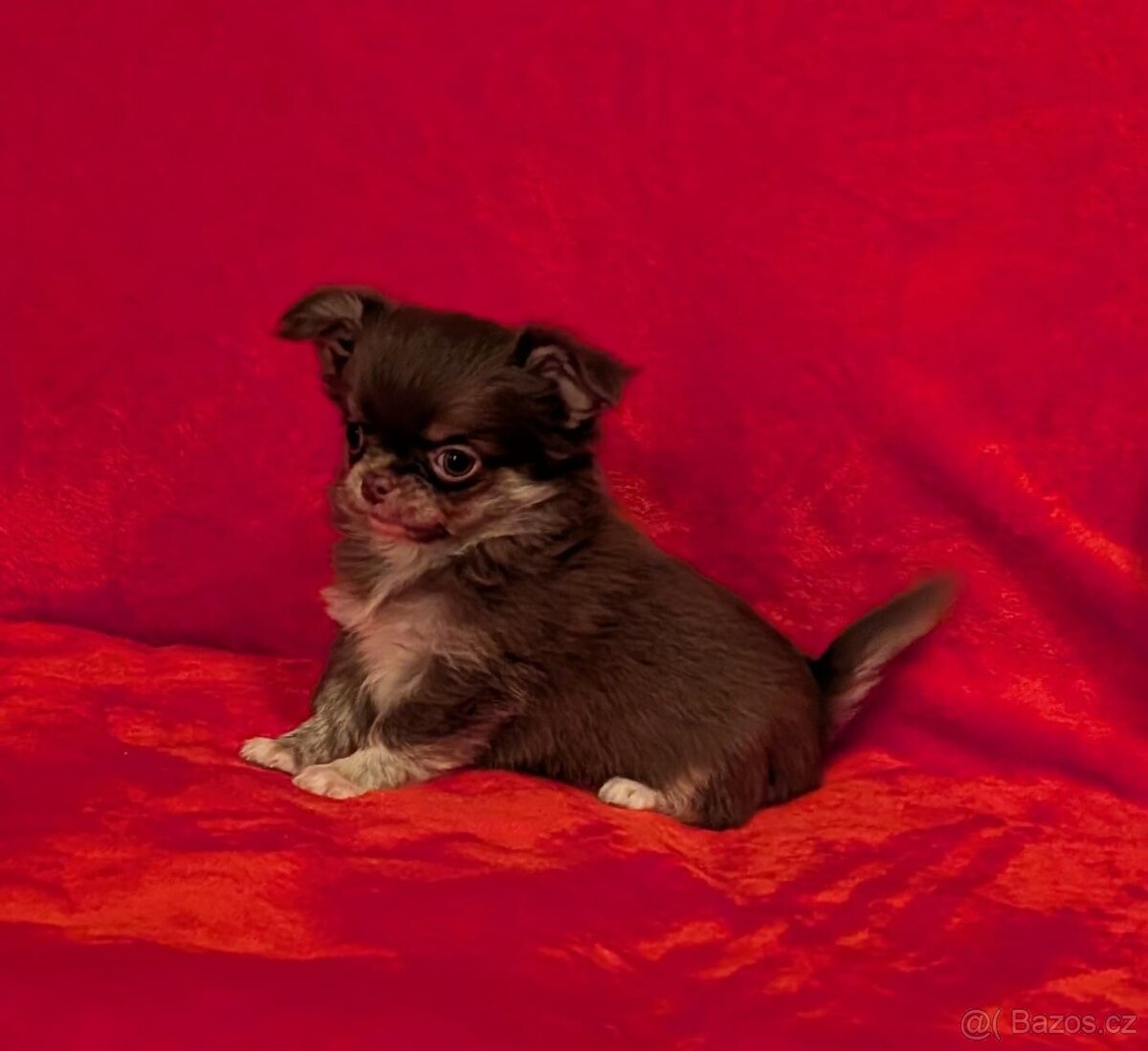 Čivava dlouhosrstá s PP- fenky a pejsci - 3