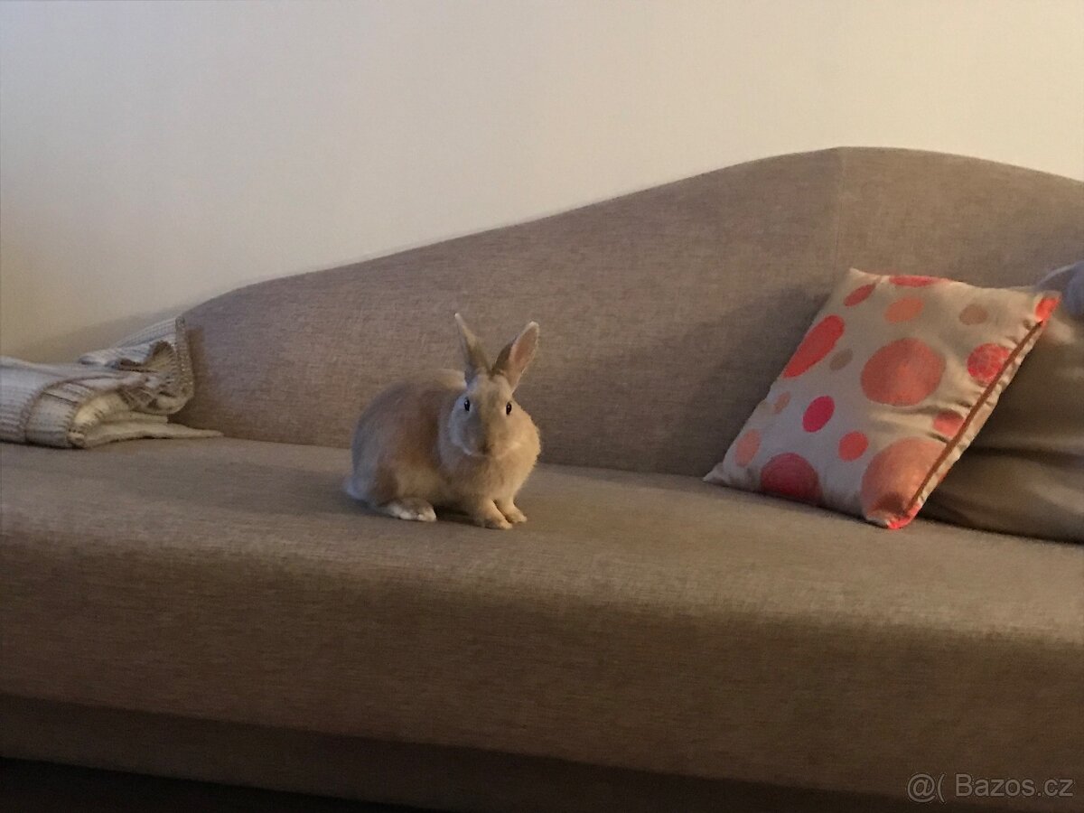 Daruji králíčka - 3