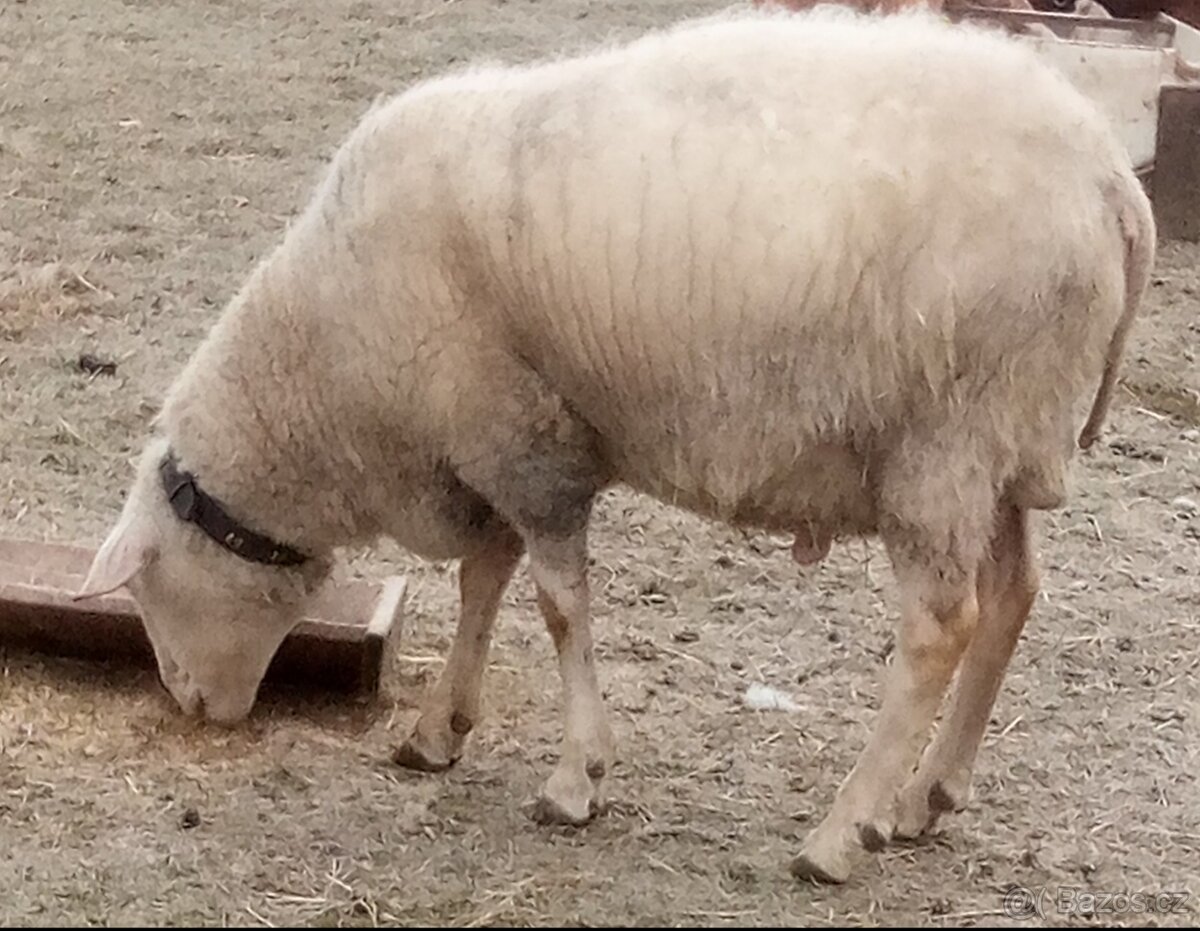 VF plemenný beran - 3