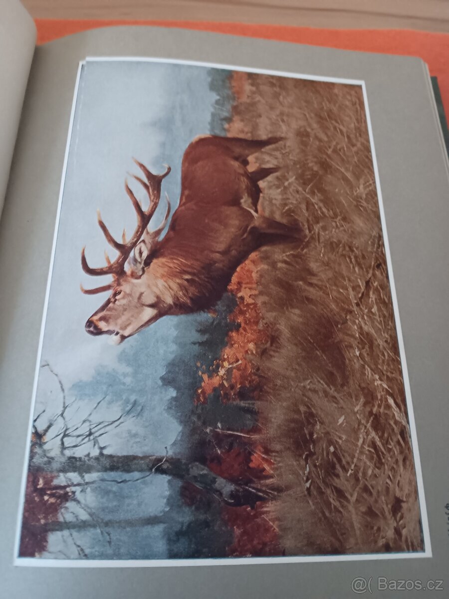 Wald und Wild P.Vetterli 1928 - 3