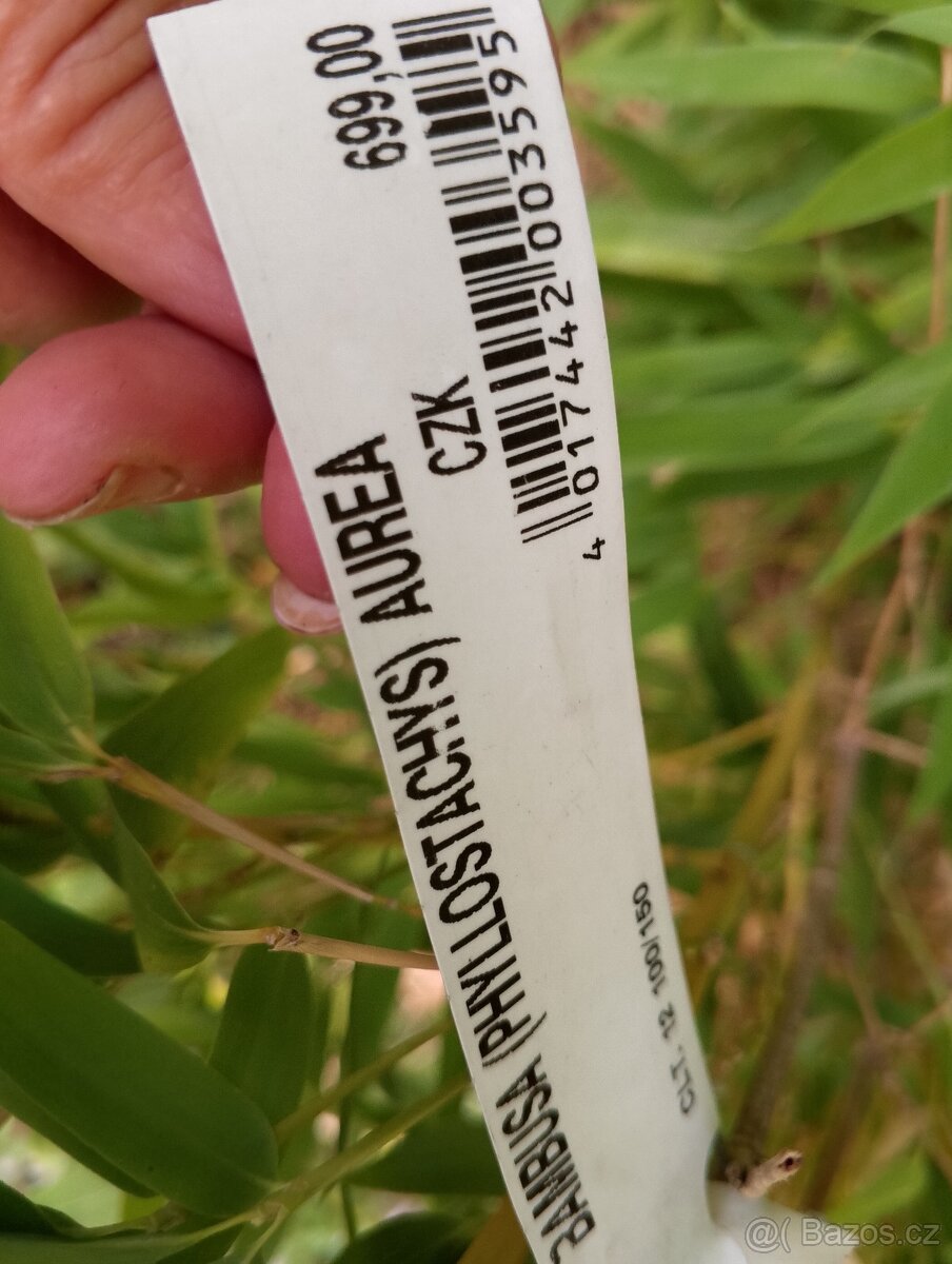 Mrazuvzdorný bambus - 3