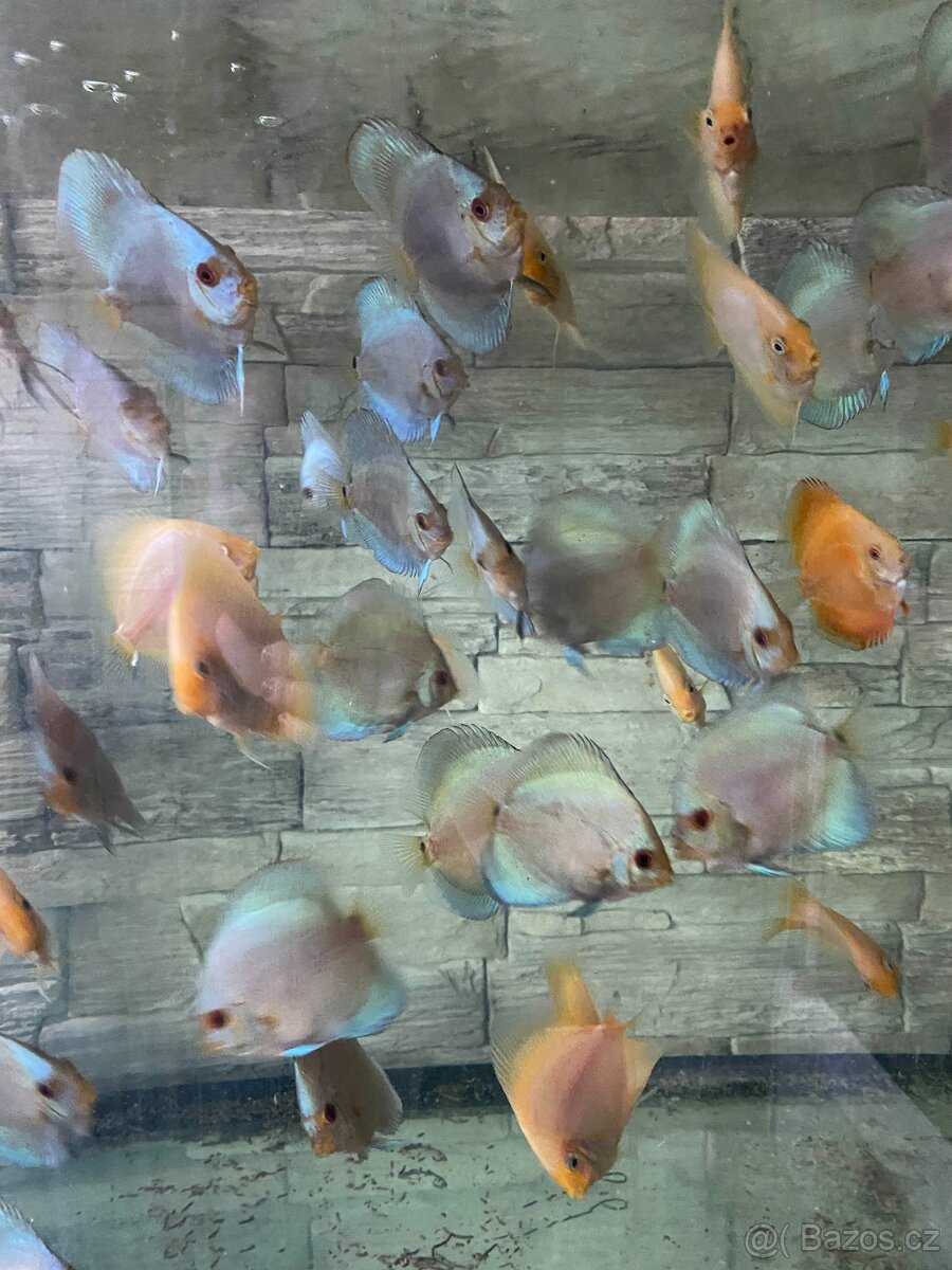 Terčovci - discus blue diamond, white, red valentine, tyrkys - 3