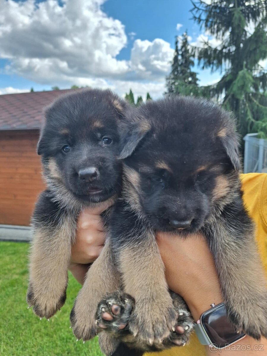 Německý ovčák - štěňata s PP - 3