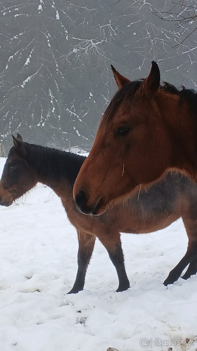 Prodám kobylu QH s PP reg.USA - 3