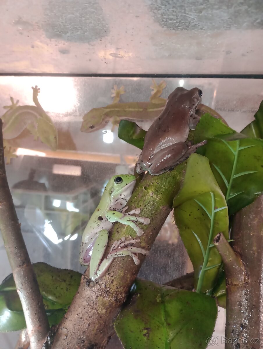 Rosnice siná (Litoria caerulea) - 3