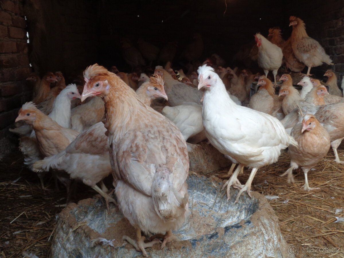 Kuřice před snáškou - 3