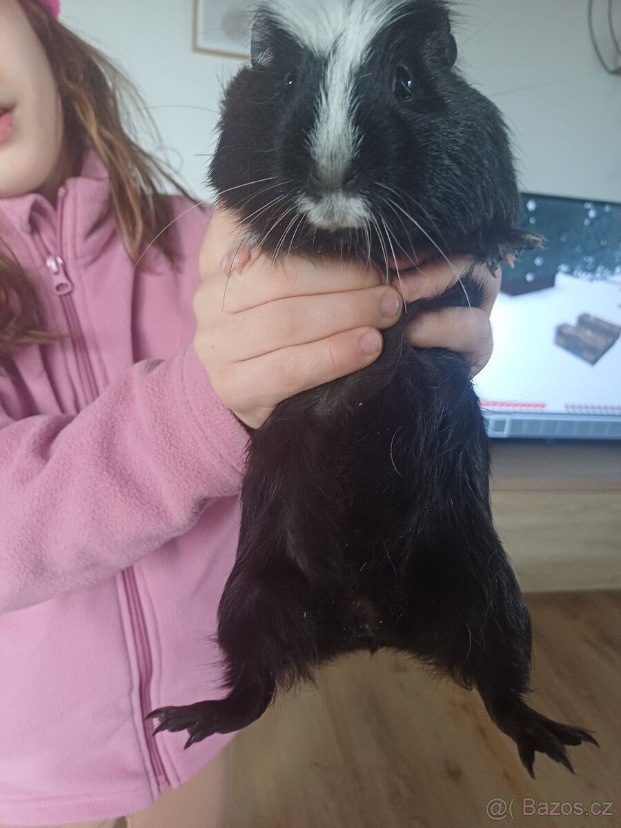 Morče hladkosrsté samec - 3