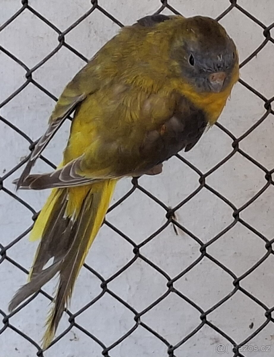 Neoféma tyrkysová žltobruchá - 3