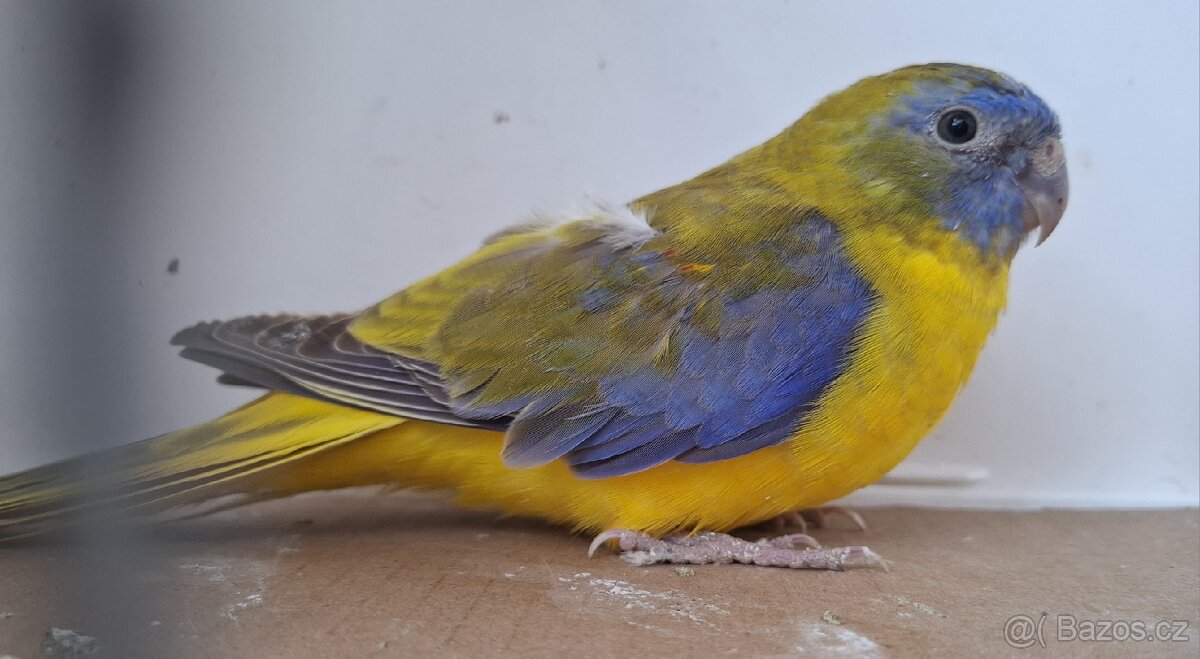 Neoféma tyrkysová žltobruchá - 3