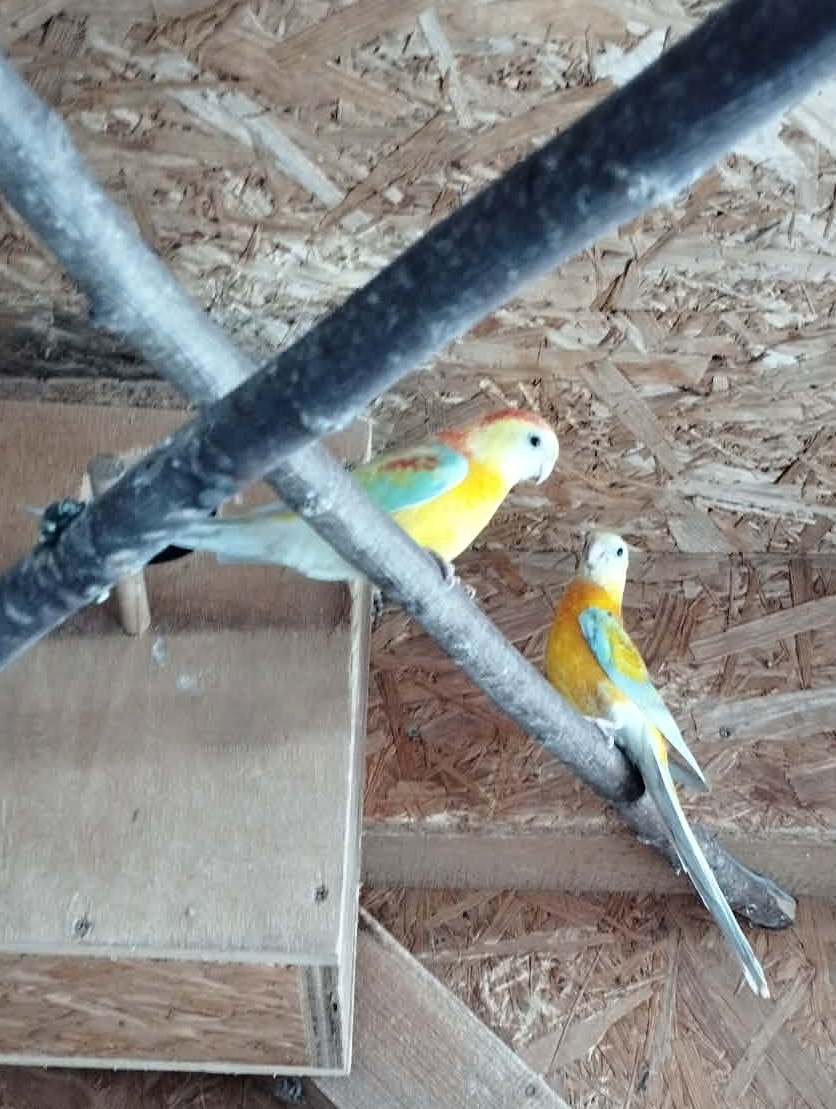 Prodám Papoušky Zpěvavé - 3