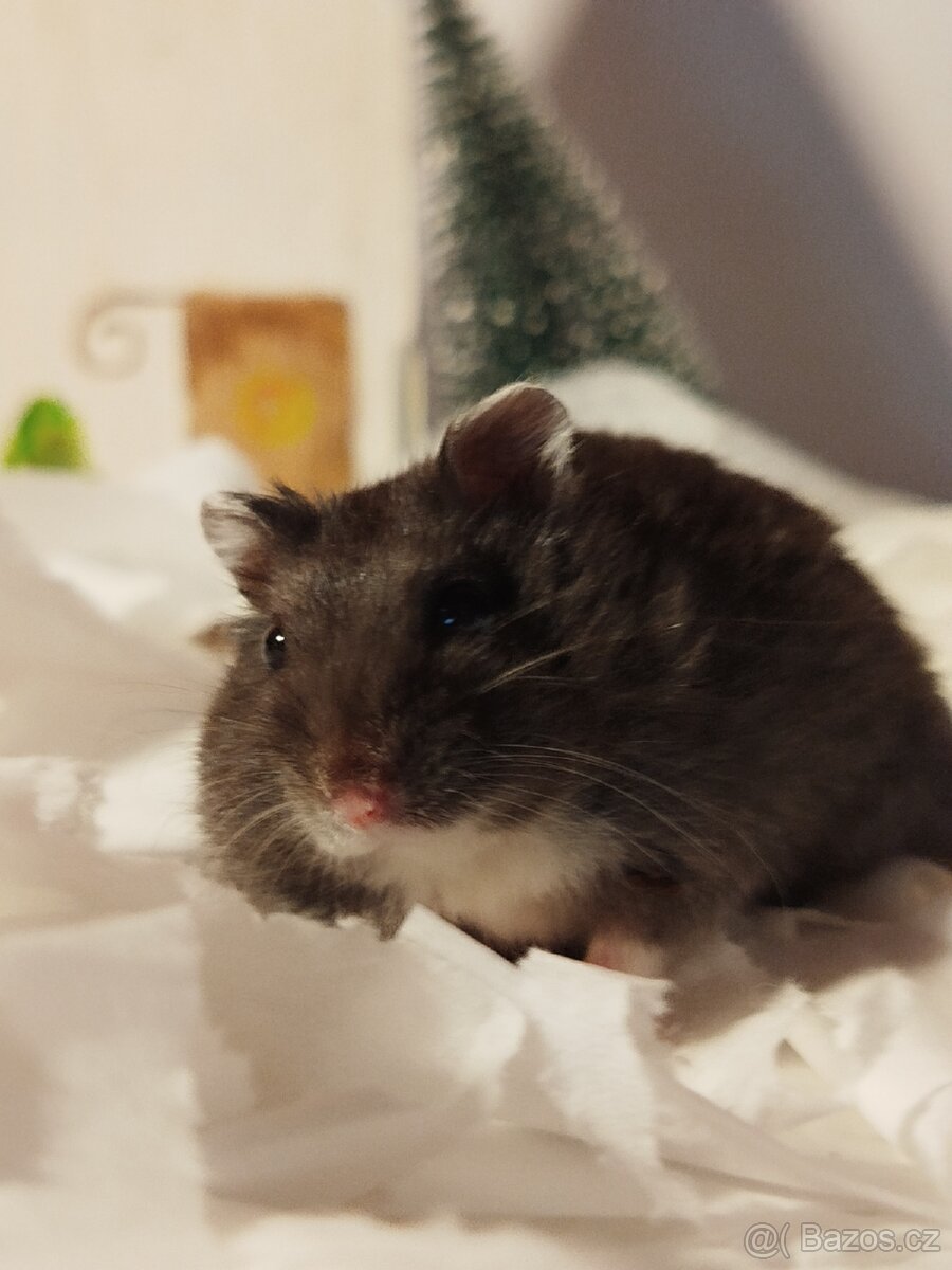 Křeček džungarský - 3