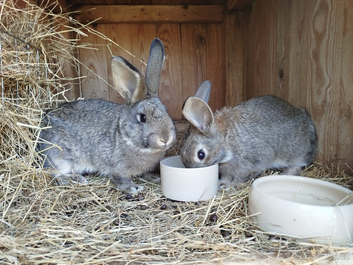 Prodám králíky do chovu - 3