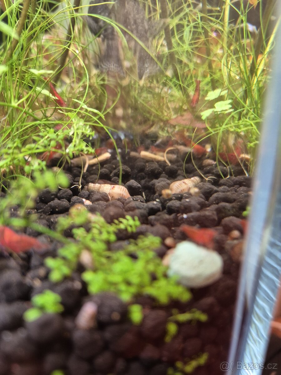 Krevetky Red Cherry - 3