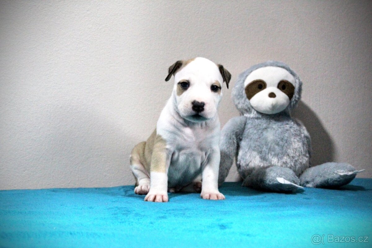 Americký stafordšírský teriér s PP - 3