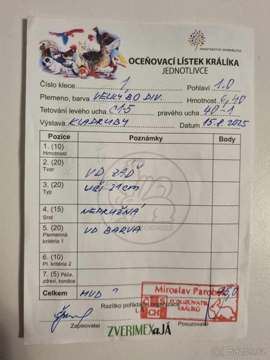 Belgický obr Div - 3