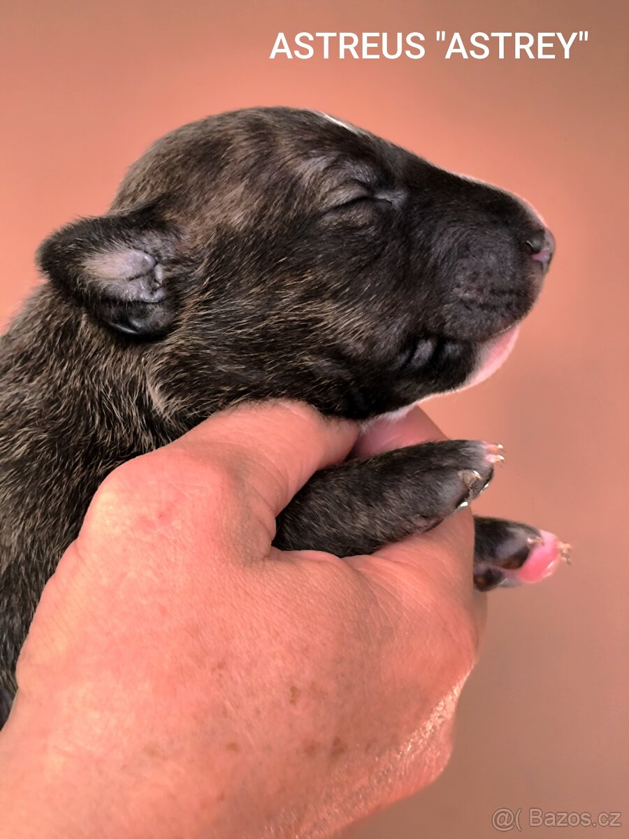 Anglický Bulteriér - 3