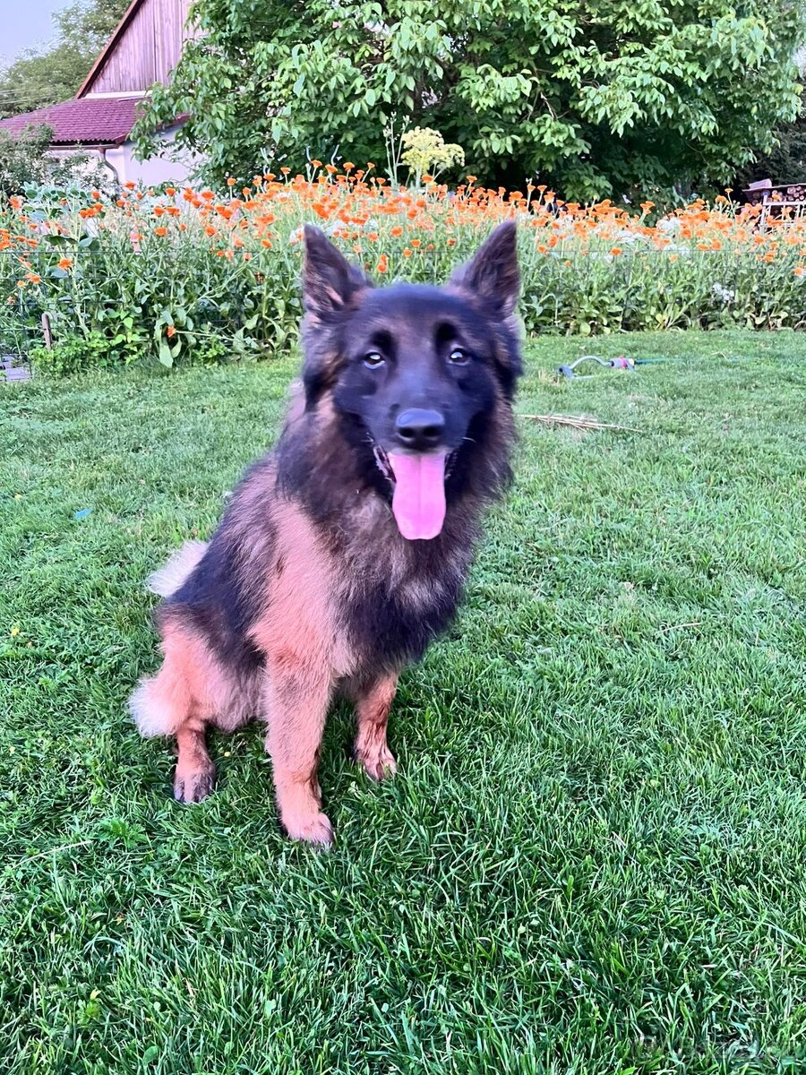 Belgický ovčák Tervueren - 3