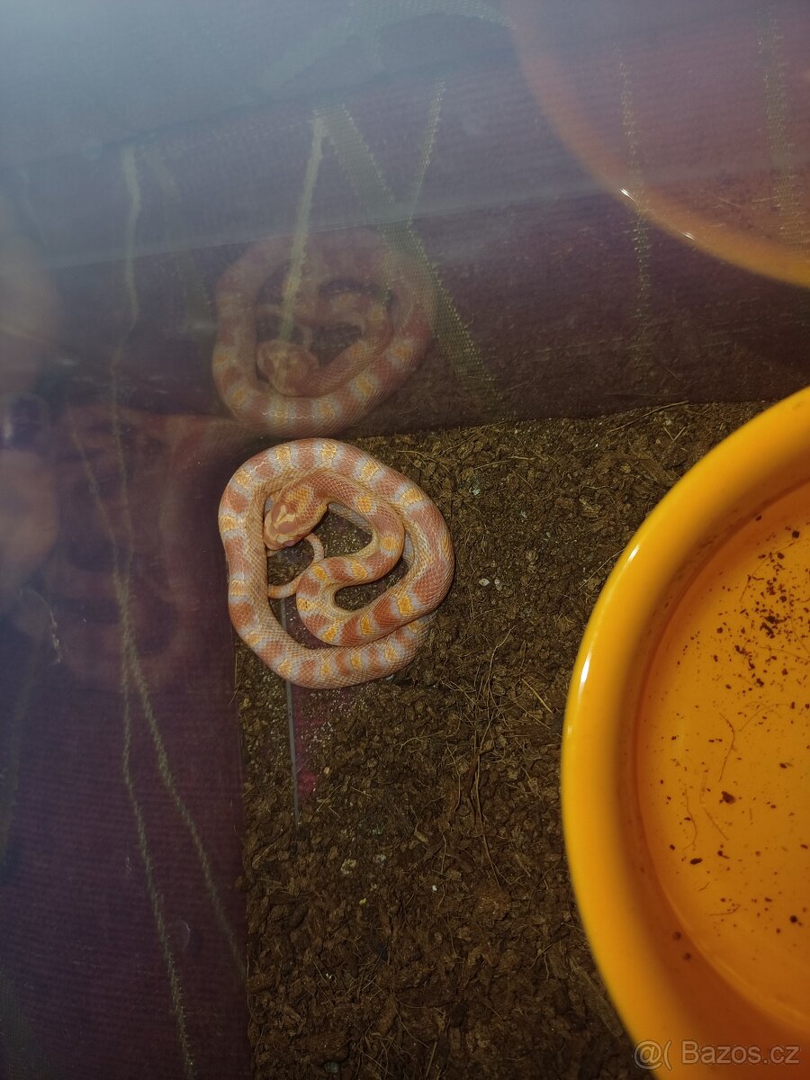 Užovka červená - 3