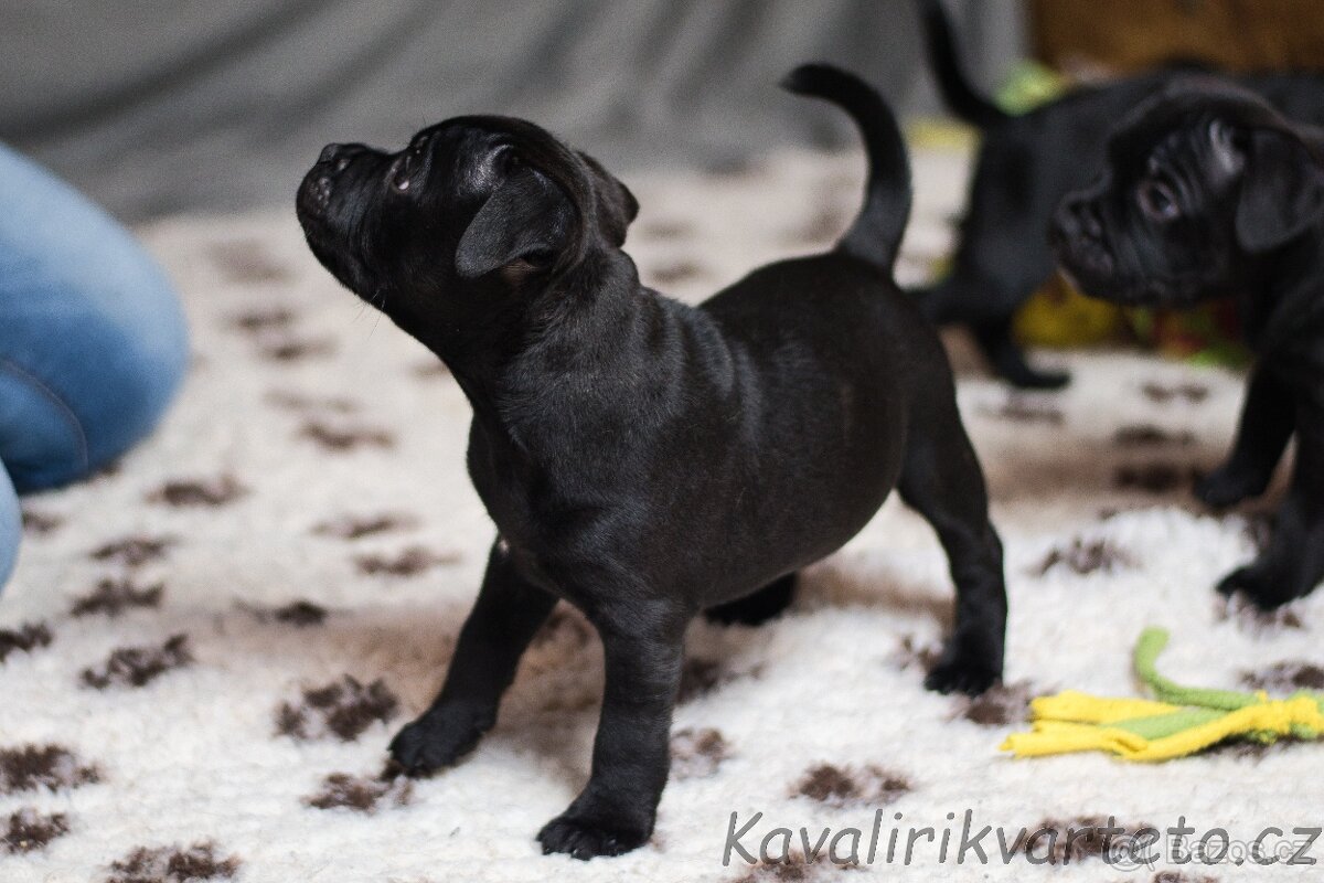 Stafordšírský bulteriér s PP FCI - 3