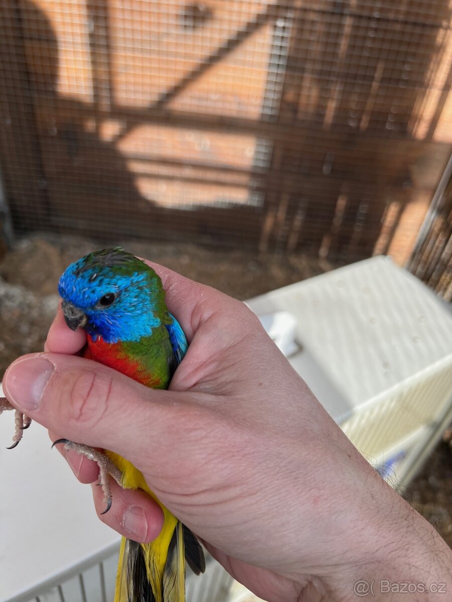 Neoféma modrohlavá - 3