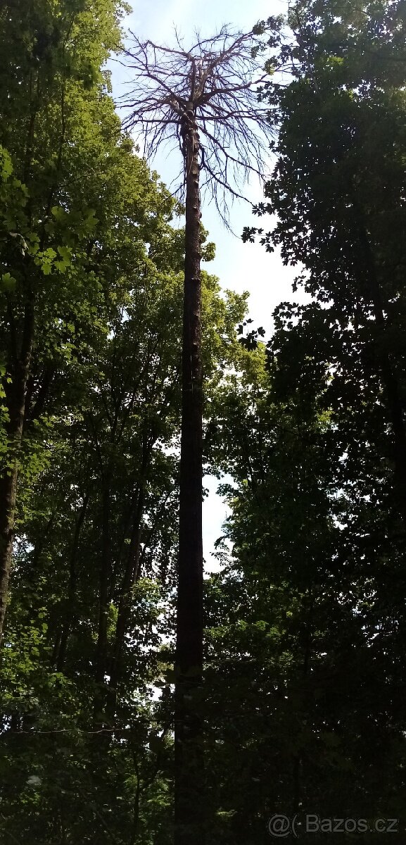 Rizikové kácení a prořez stromů - 3