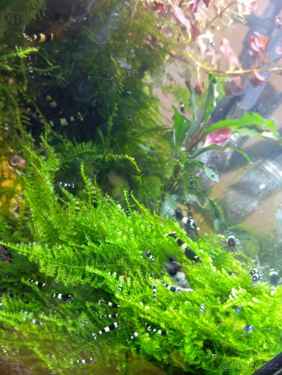 Caridina Black Panda - 3