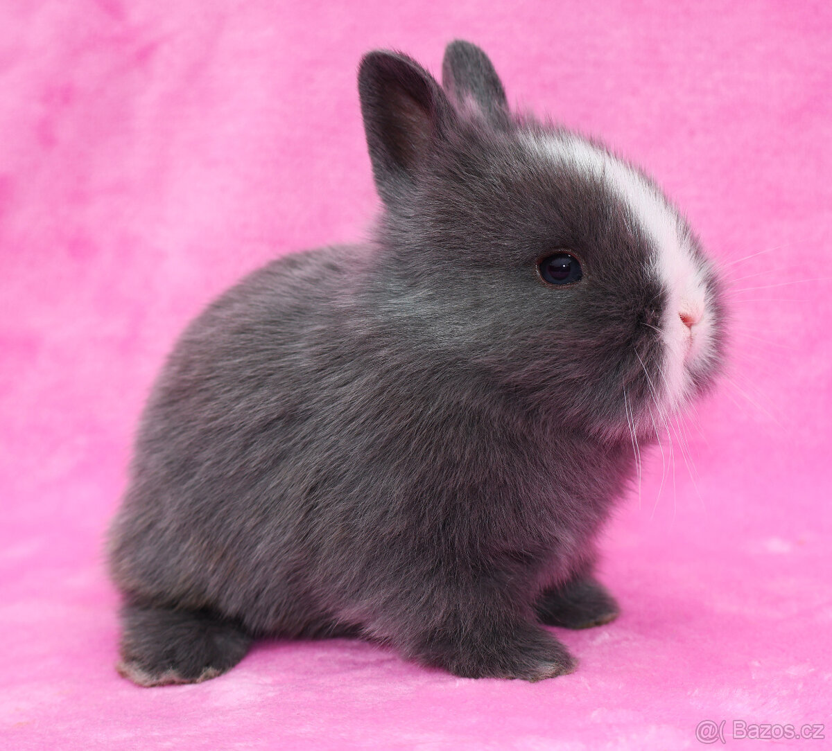 Zakrslý krátkouchý modrooký lvíček sameček - 3