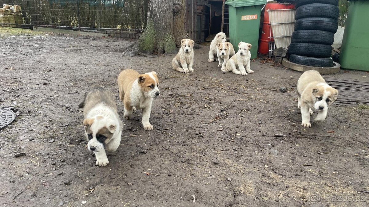 SAO/středoasijský pastevecký pes - 3