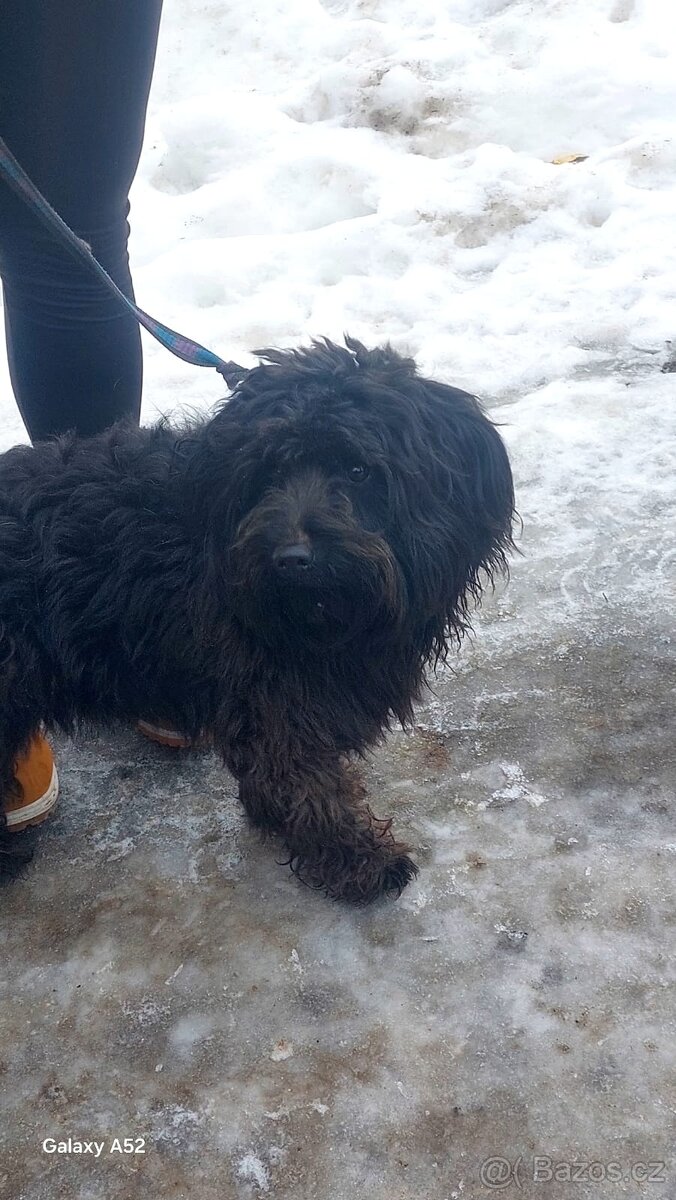 Bisonek,havansky psík,maltezak,bischon, - 3