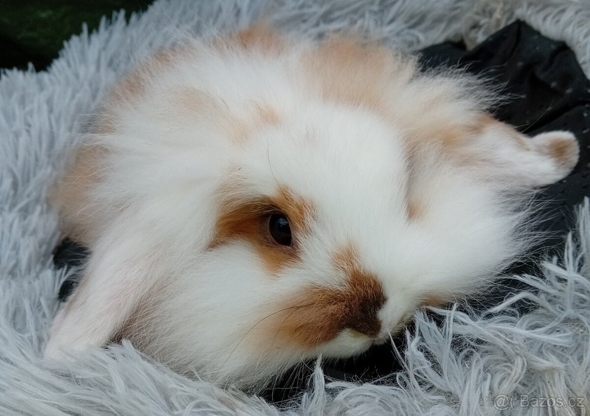 Zakrslý beránek D1 - 3