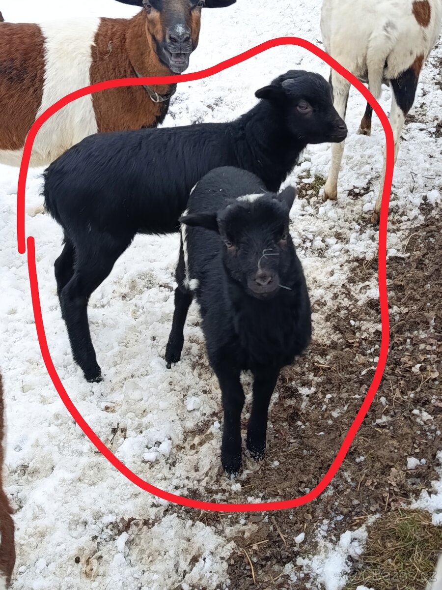 Kamerunské jehňátka a ovečky - 3
