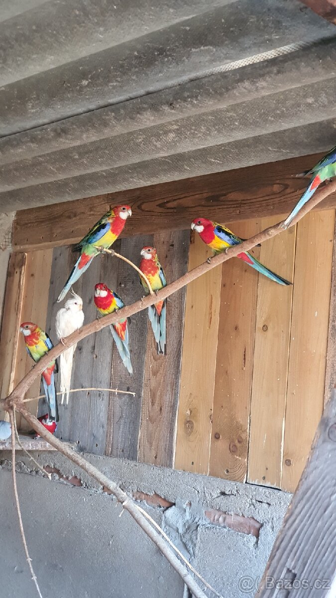 Rosela pestrá, chovné páry - 3