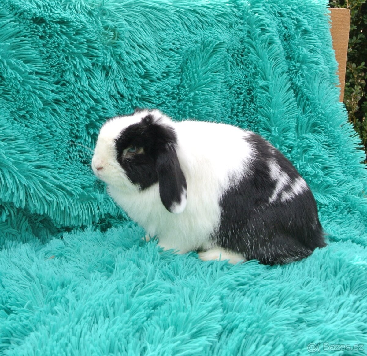 minilop - samička - 3