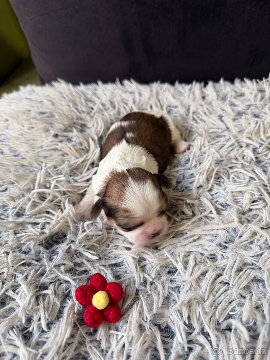 Shih tzu - 3