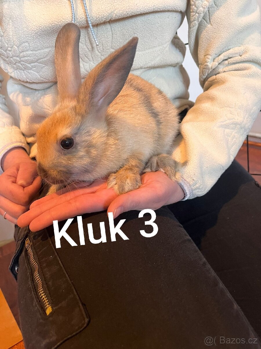 Králíček - 3