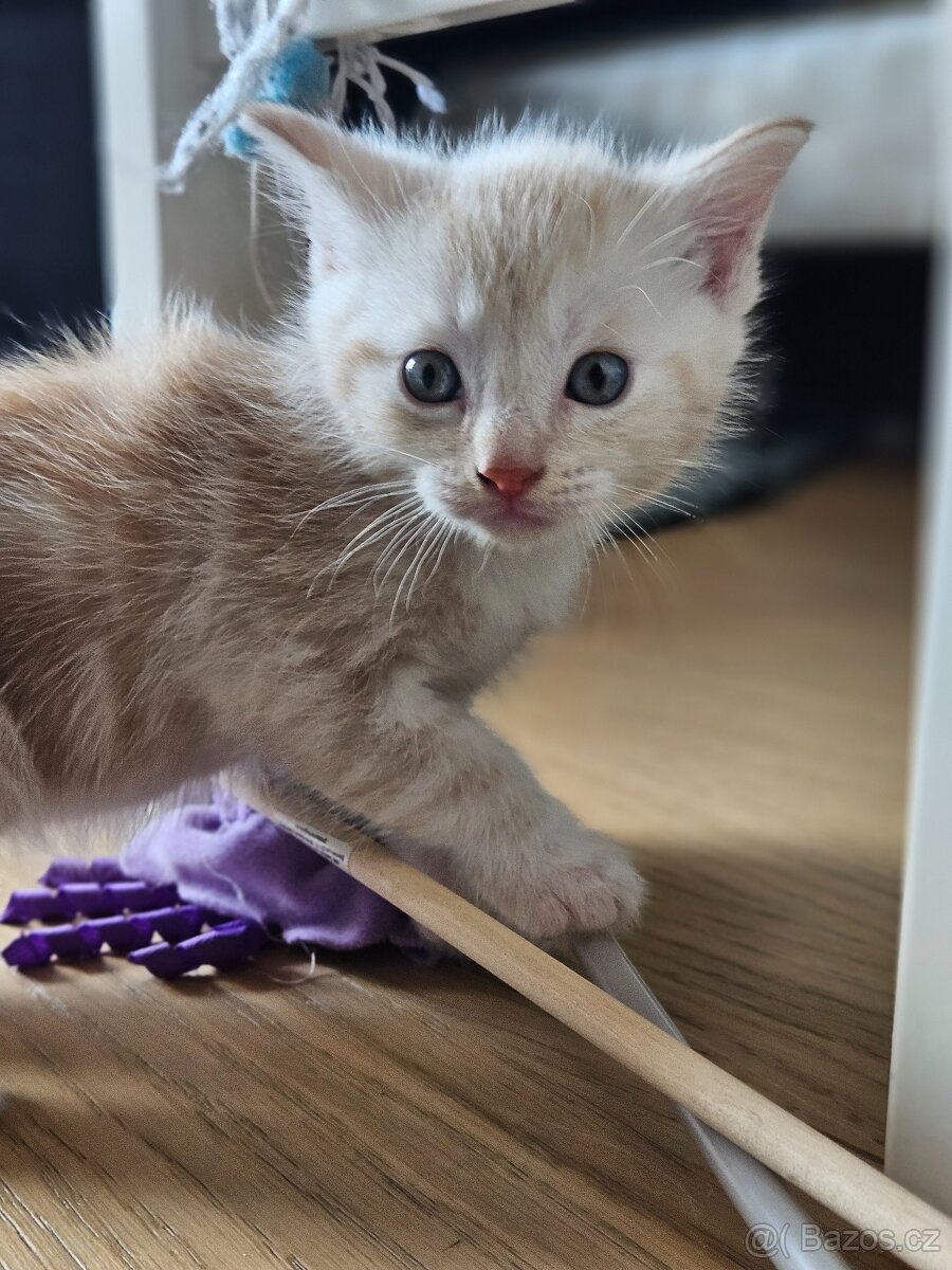 Kříženci Ragdoll - 3