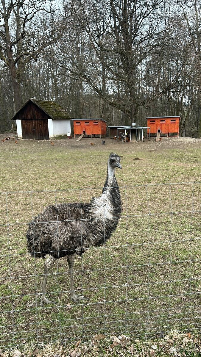 Prodám Emu hnědý - Rezervace - 3