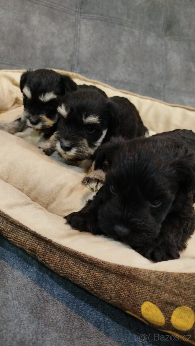 Knírač, bradáč malý - 3