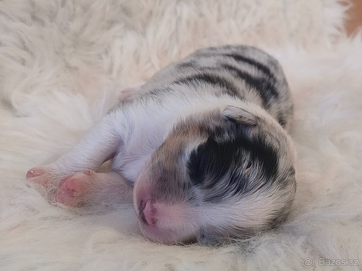 Australský ovčák s PP - štěňátka na prodej - 3