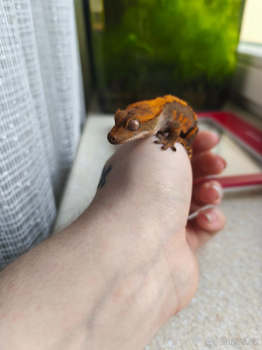 Pagekon řasnatý 0.1 - 3