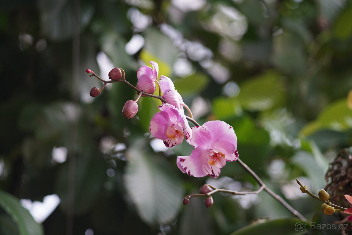 Asahi Takumar 135mm f/3.5 – starší verze s 8 lamelami, top - 3