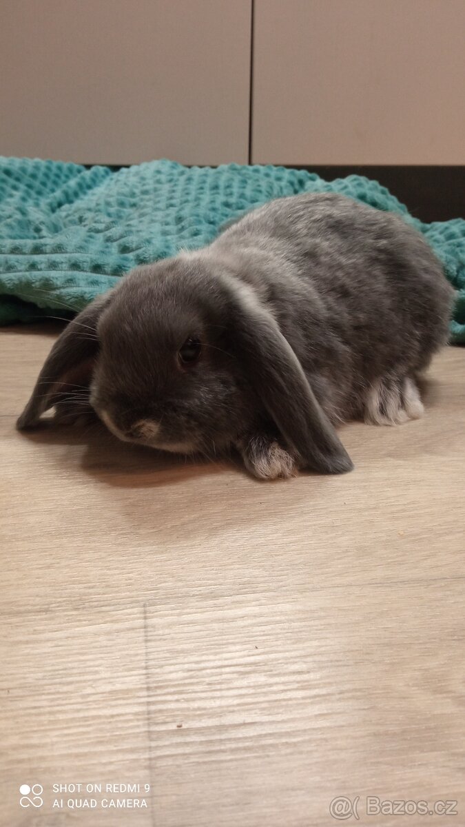 Zakrslý Beránek - 3