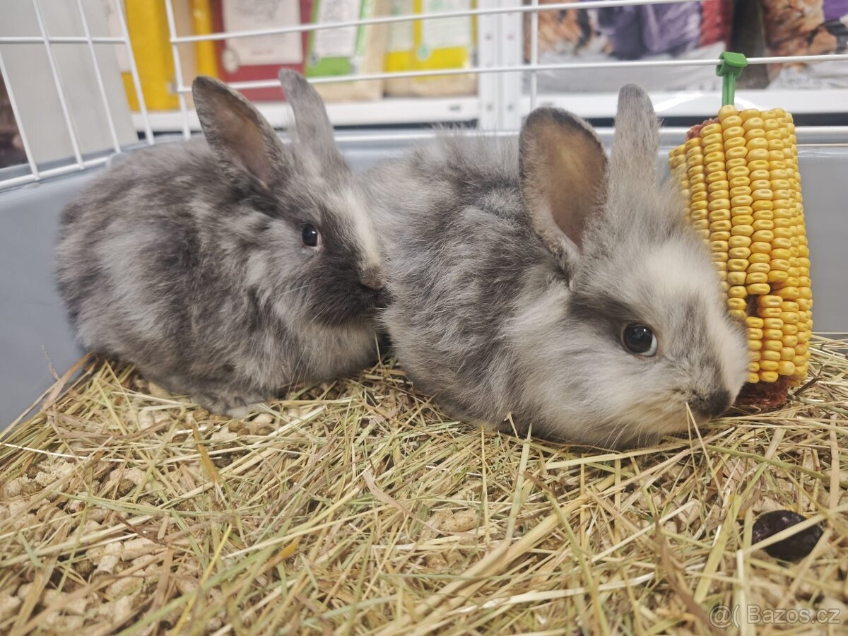 Zakrslý králíček - 3