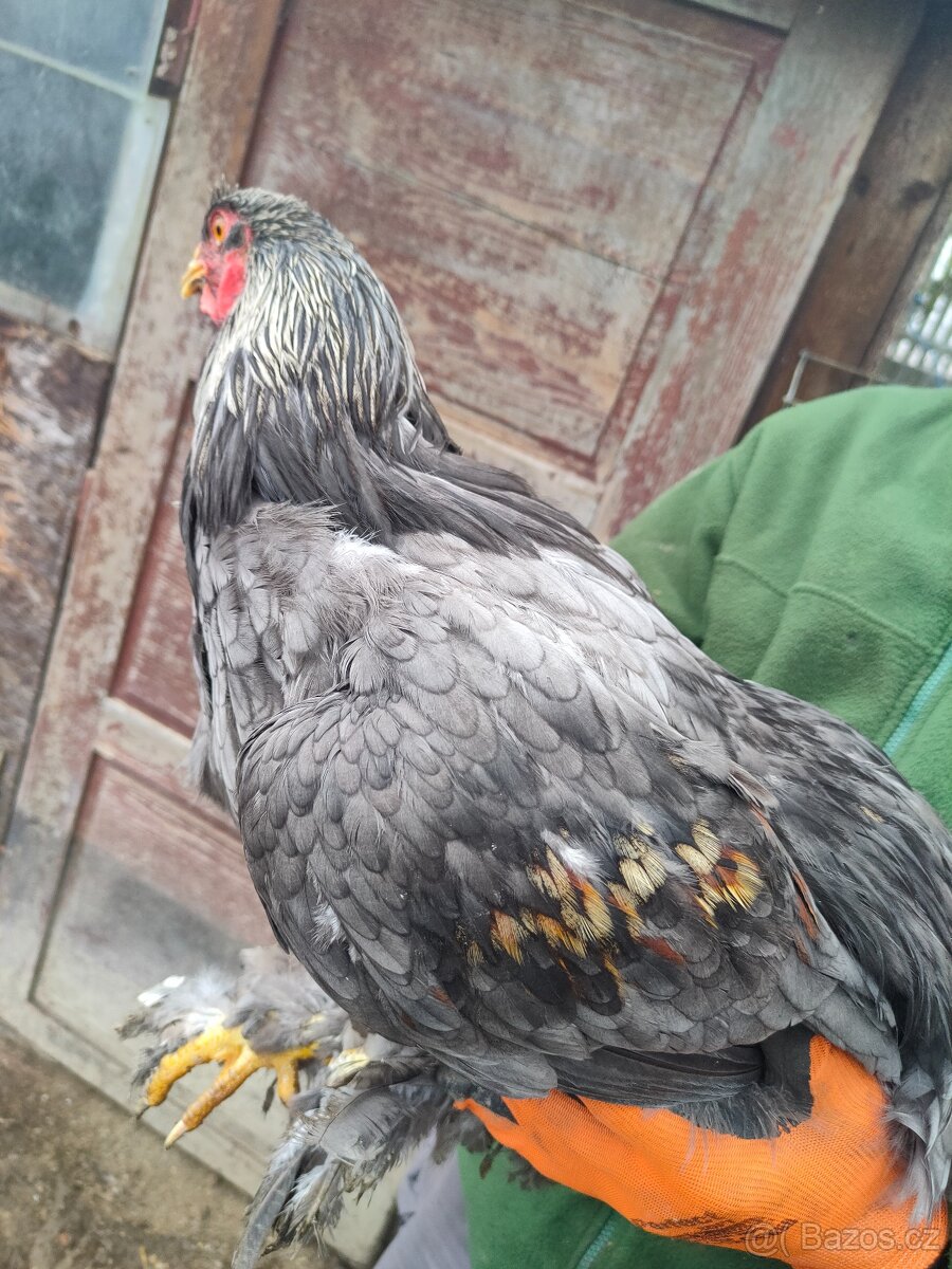 Brahmánka velká kohout - 3